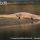 Illustration for article titled Sunday Crocodilian - Crocodylus palustris Edition